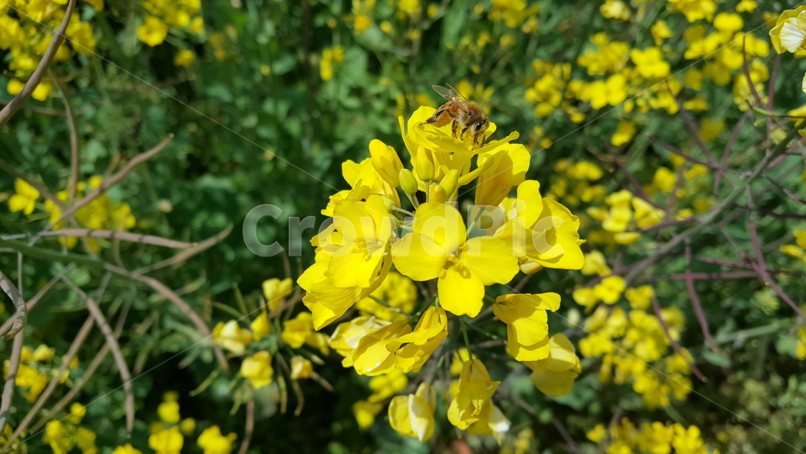 유채꽃,outdoors,옥외,nature,자연,farm,식물,plant