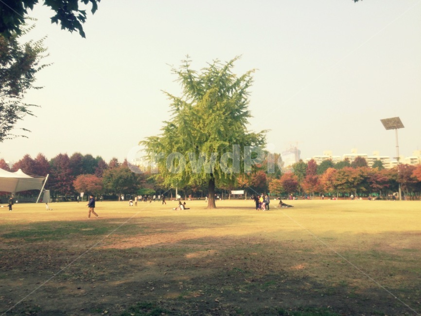 선유도,가을,나무,단풍,감성,인간,human,사람,lawn,plant,식물,grass,잔디,옥외,person,park,공원