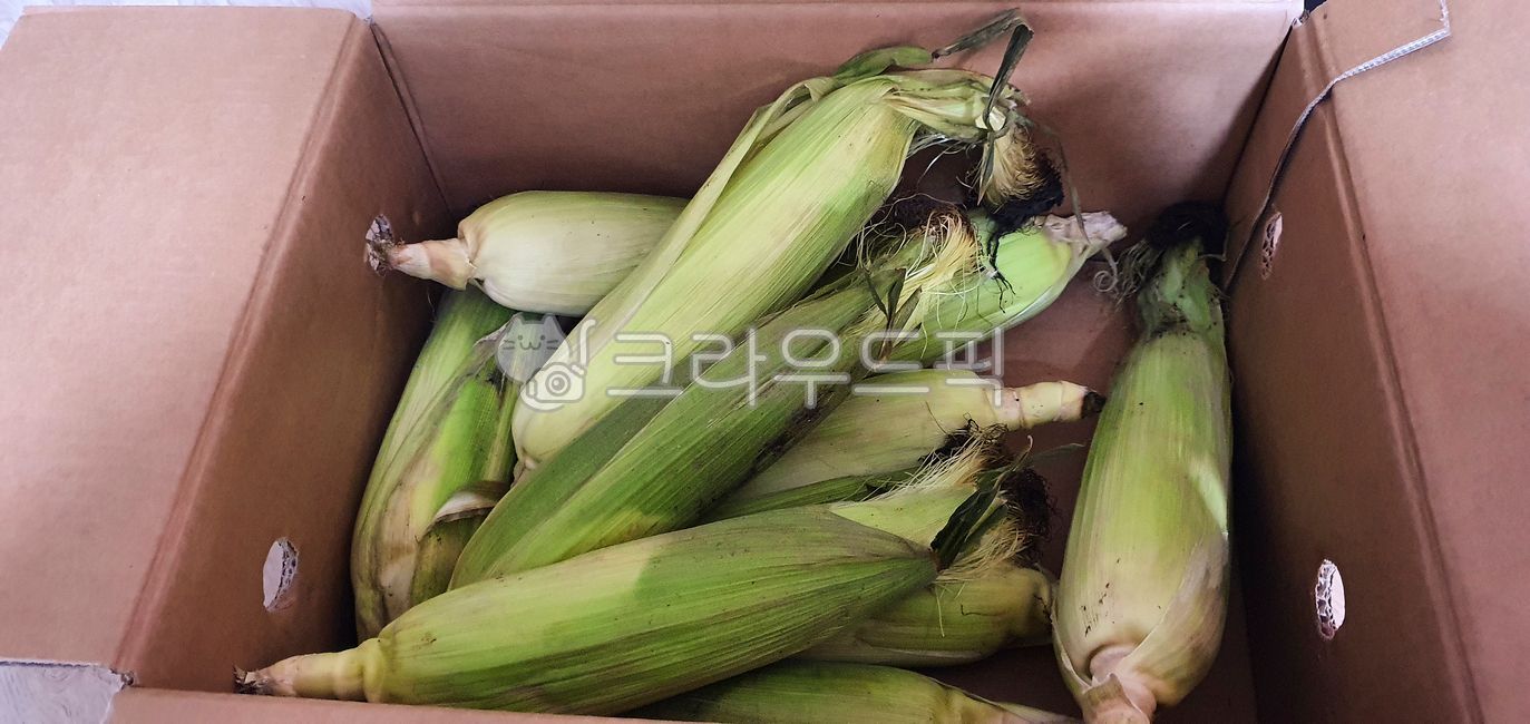 plant,식물,옥수수,옥수수껍질,박스,여름,식재료,겉껍질,옥수수박스,음식,cron,농산물