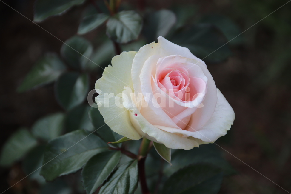 장미꽃,장미,꽃,자연,풍경,이곡장미공원,식물,자연,plants,nature,꽃,flower