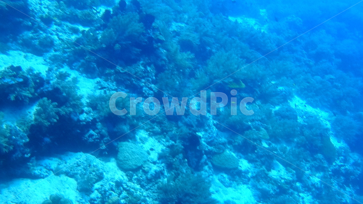 water,물,sea,바다,nature,자연,ocean,대양,해양생물,reef,암초,animal,동물,scubadiving,스쿠버다이빙,sport,스포츠,해양스포츠,sealife