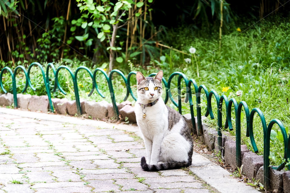 고양이,길거리,방울,cat,동물,애완동물,반려동물