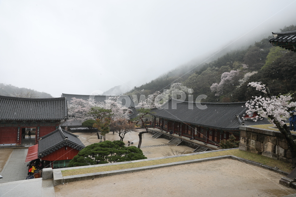 화엄사,사찰,전통가옥,절,우중,비,봄,계절,spring,season,한국전통,한국문화,korean traditional,korean culture,종교,신앙,religion,belief,faith,roof,지붕