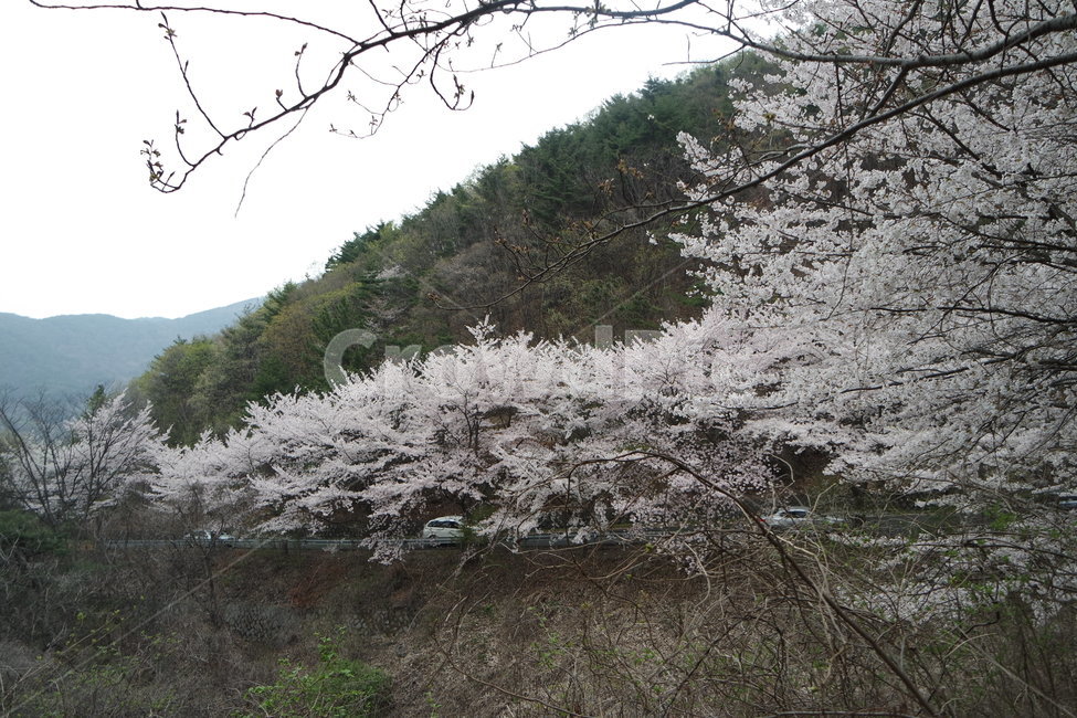 밀양,벚꽃길,벚꽃,꽃오름,봄산,용의꽃