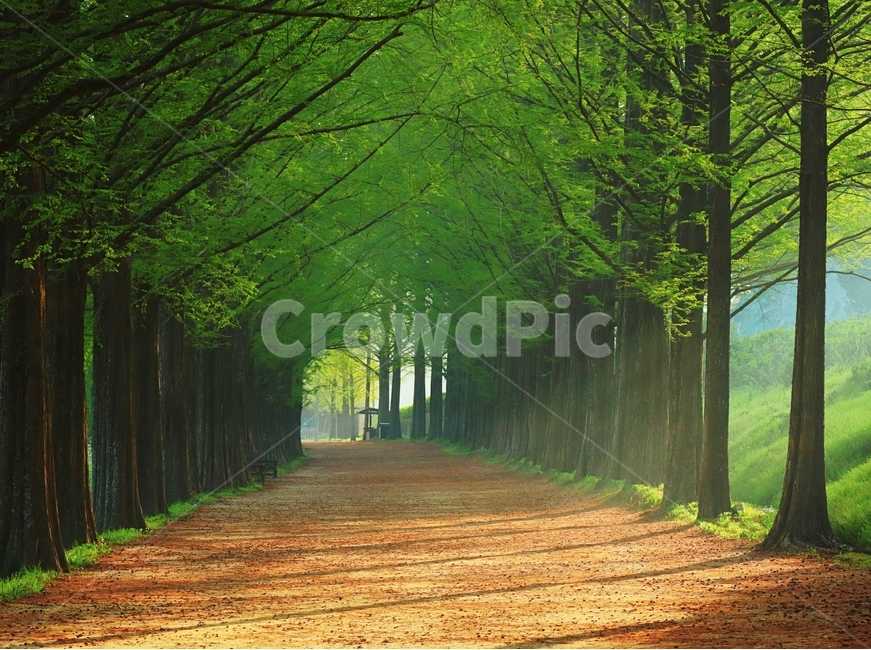 봄,새벽,빛,풍경,담양,자연,풍경,nature,landscape,한국자연풍경,한국자연경관,korea nature landscape,식물,plants,나무,trees,wood,path,통로,tree,plant