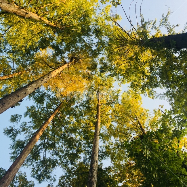 나무,숲,초록,여름,높은,자연,풍경,nature,landscape,식물,plants,나무,trees,wood,plant,tree