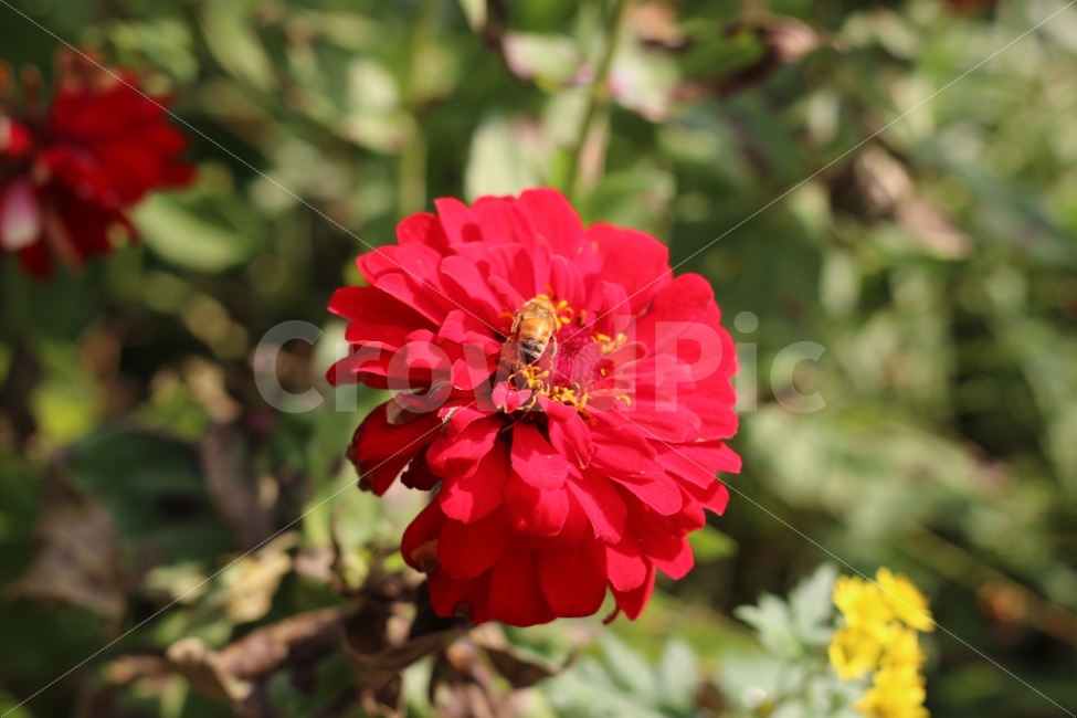 빨간꽃,벌,접사,꽃잎,계절,식물,자연,plants,nature,꽃,flower,동물,animal,곤충,벌레,insect,bug