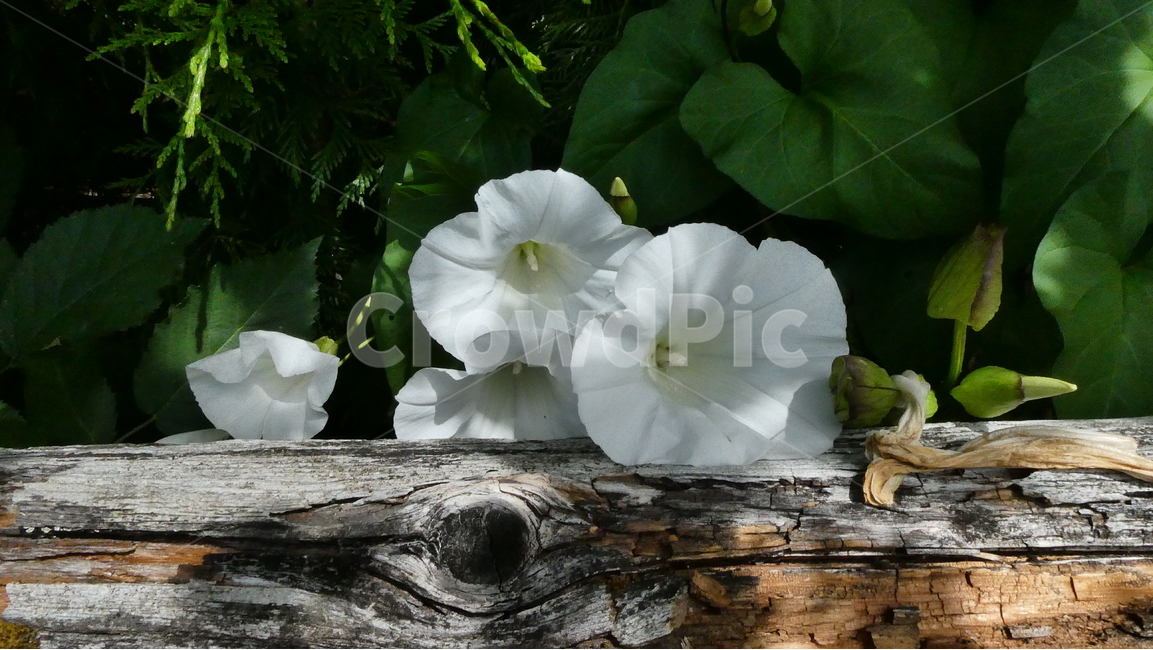 flower,nature,plant,나팔꽃,자연,꽃,식물,자연,plants,nature,꽃,flower