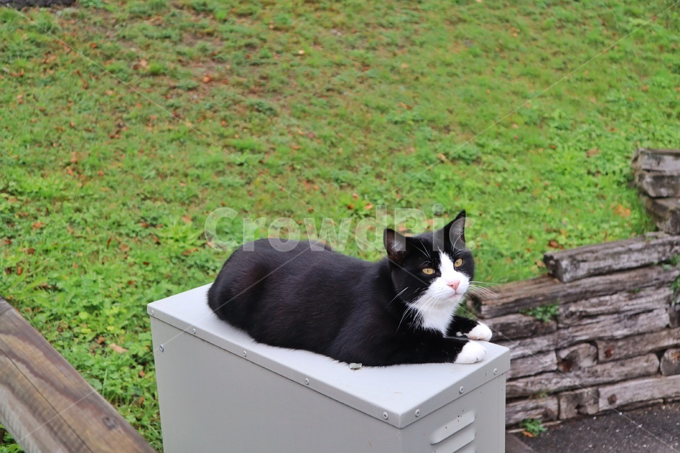 고양이,animal,cat,동물,검은고양이