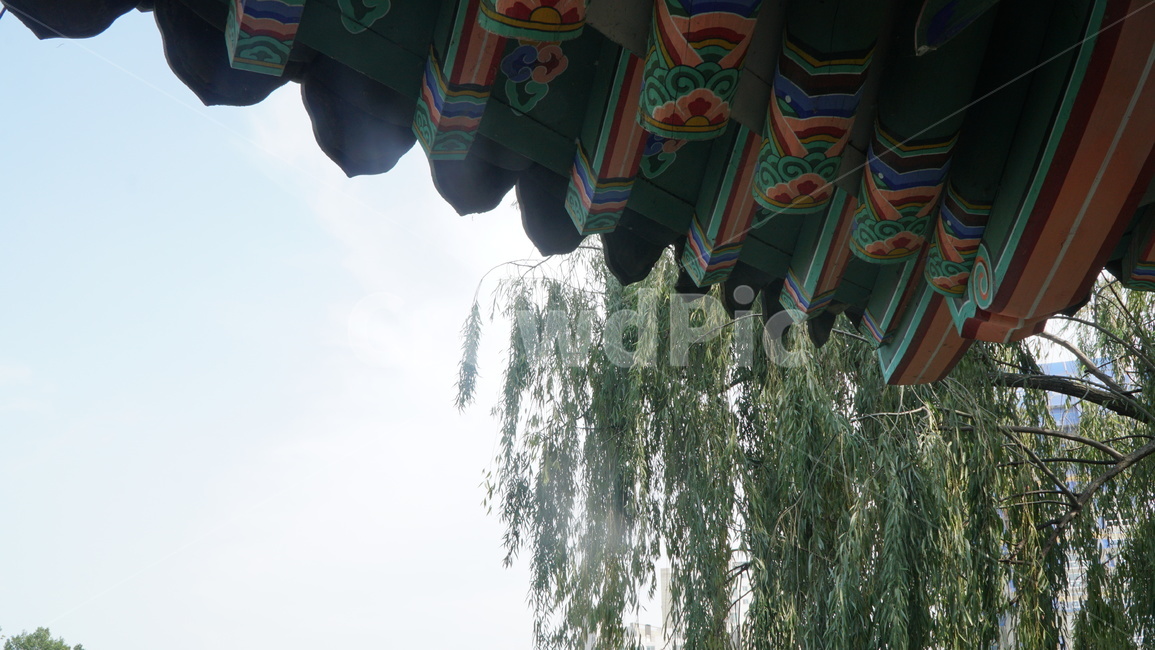 정자,정자밑처마,처마,버드나무,하늘,휴식,쉼터,tree,나무,plant,식물