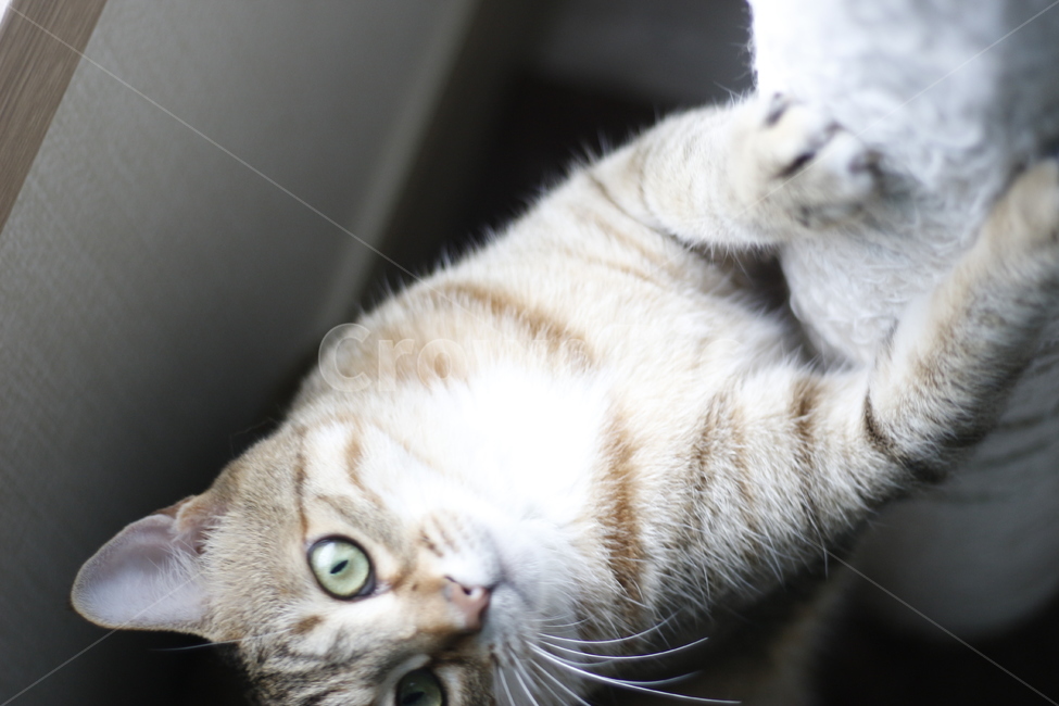 동물,고양이,반려동물,애완동물,반려묘,cat,pet,animal,kitten,길고양이,집사,코리안숏헤어,코숏,동물,animal,고양이,cat,kitten,kitty