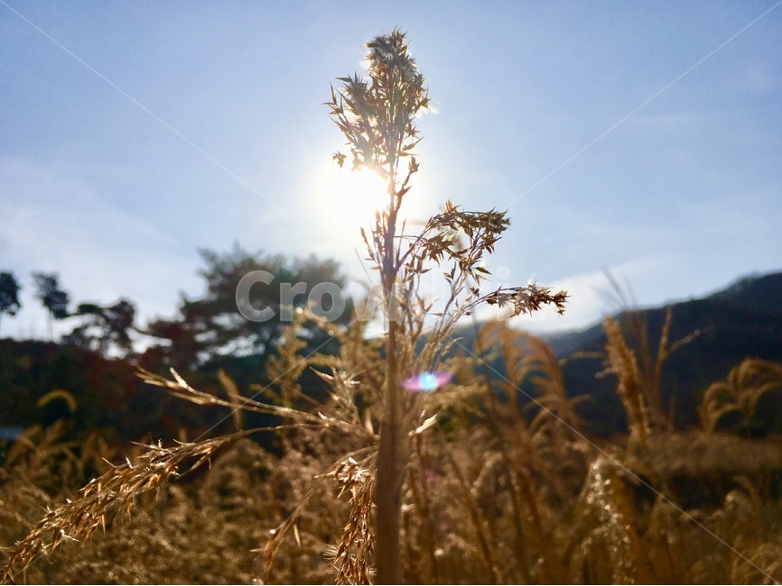 자연,감성,갈대,겨울,가을,가을,계절,fall,autumn,season,겨울,winter,식물,자연,plants,nature,flare,플레어,light,빛,plant,tree,나무