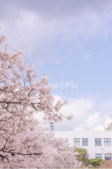 plant,식물,flower,꽃,blossom,벚꽃,벚꽃시즌,구름,하늘,핑크색꽃,핑크,pink,cherryblossom,봄날씨,봄,봄하늘,sky,cloud,식물,자연,plants,nature,꽃,flower