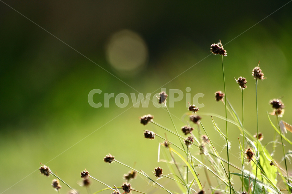 잔디,잔디씨앗,잔디밭,잔디재배,잔디종자,식물,자연,plants,nature