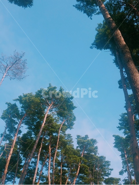 소나무,상록수,허균생가,숲,소나무숲,자연,풍경,nature,landscape,tree,나무,plant,식물