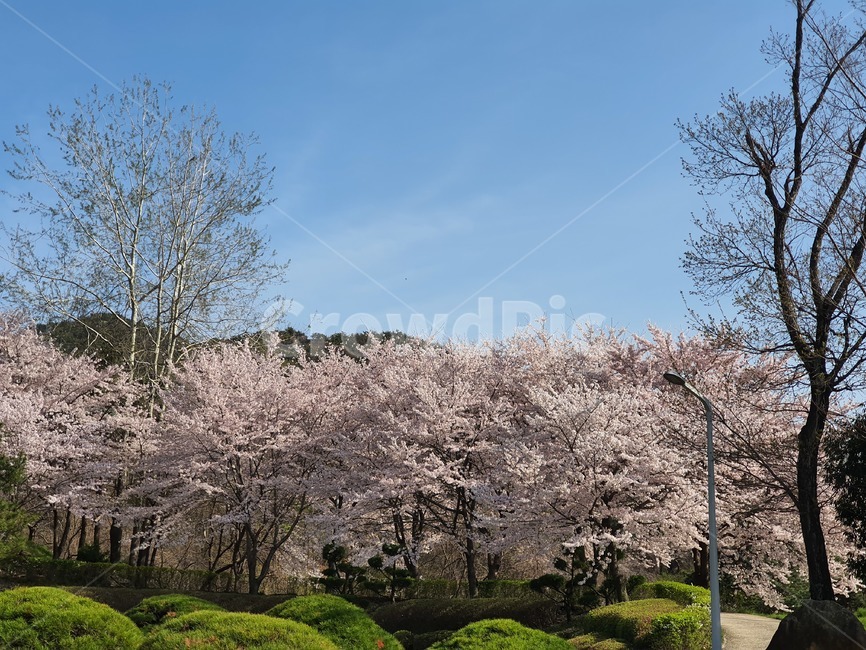 봄,벚꽃,산,자연,봄날