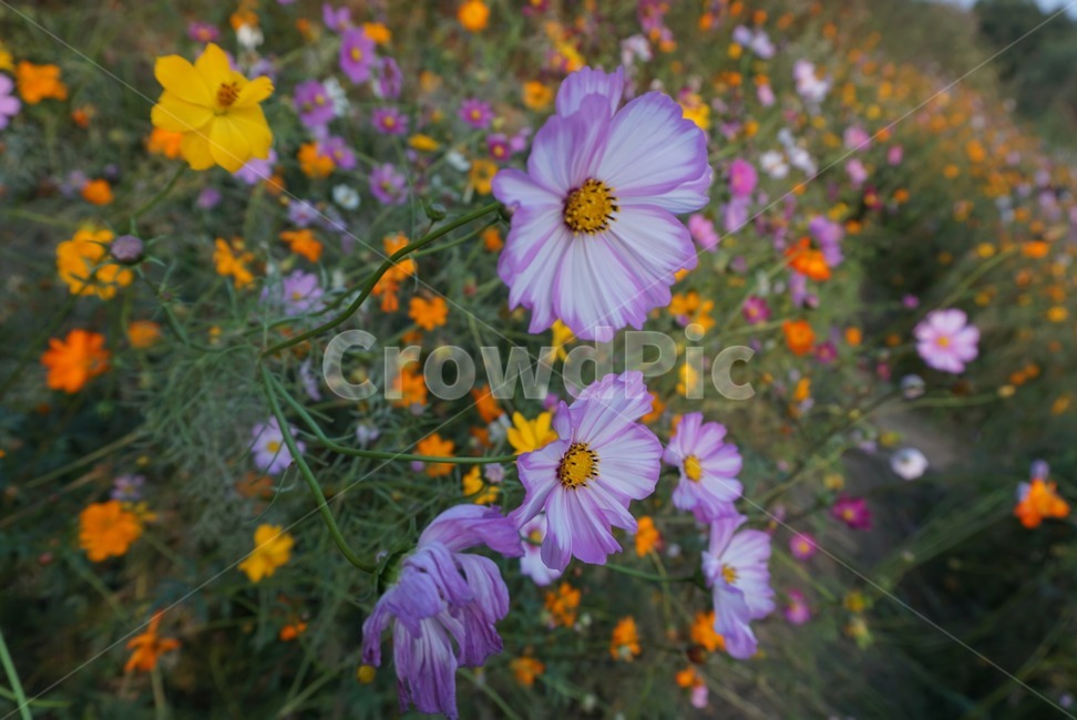 plant,식물,blossom,petal,꽃잎,flower,꽃,정원,garden,식물,자연,plants,nature,꽃,flower