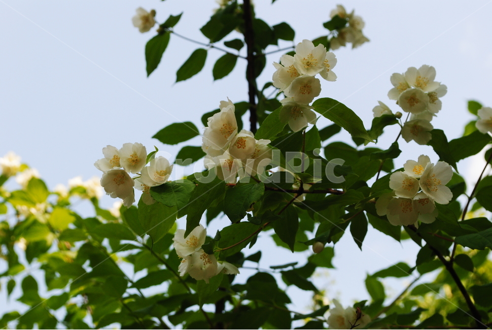 자연,하얀꽃,꽃,나뭇잎,나무,고광나무,고광나무꽃,봄,계절,spring,season,식물,자연,plants,nature,꽃,flower,plant