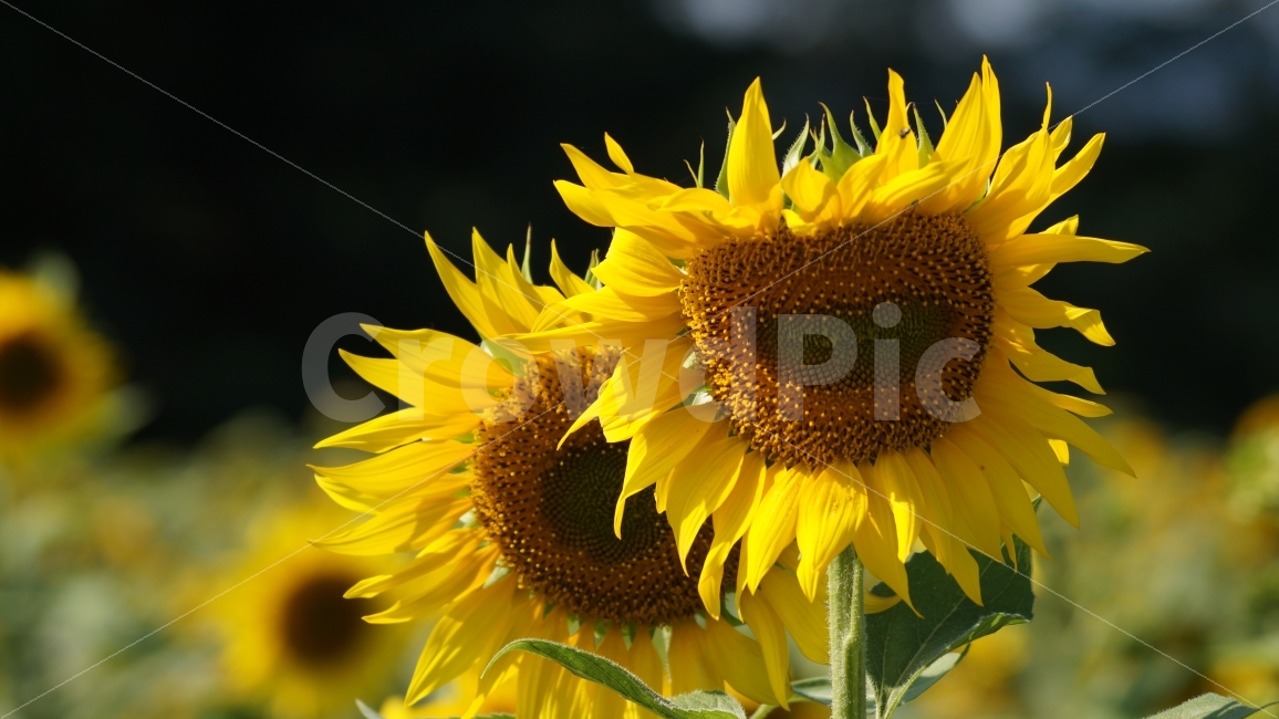 해바라기,해바라기축제,가을,꽃,식물,여름,계절,summer,season,식물,자연,plants,nature,꽃,flower,plant,blossom