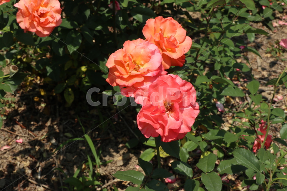 장미꽃,장미,자연,식물,꽃,flower,plant,nature,식물원,rose,분홍장미