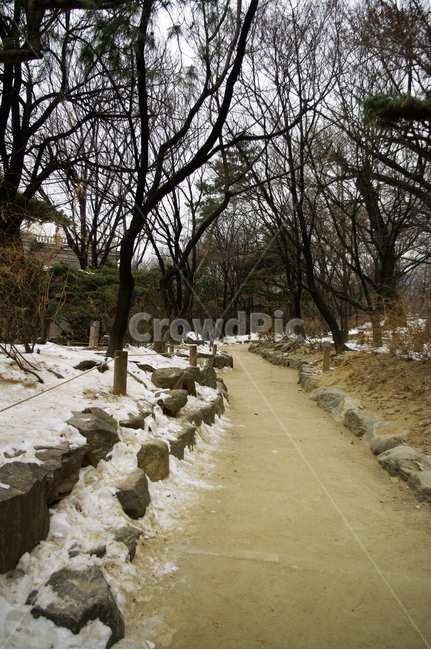 나무,식물,plant,겨울,winter,풍경,설경,눈,길,겨울,계절,winter,season