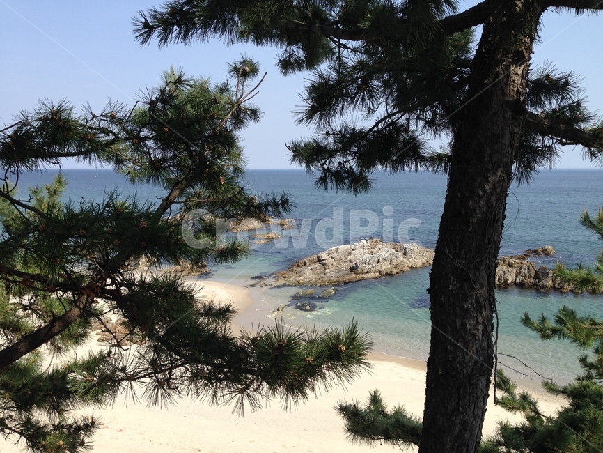 바다,하늘,삼척,해변가,소나무,자연,풍경,nature,landscape,해변,바다,beach,sea,식물,plants,나무,trees,wood,shoreline,해안선,water,물,ocean,대양,outdoors,옥외,land,땅,tree,plant
