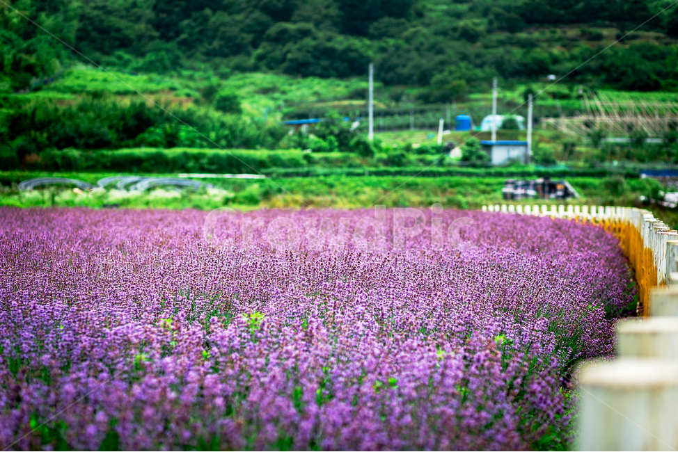라벤더,라벤더밭,꽃,보라색,꽃밭,봄,계절,spring,season