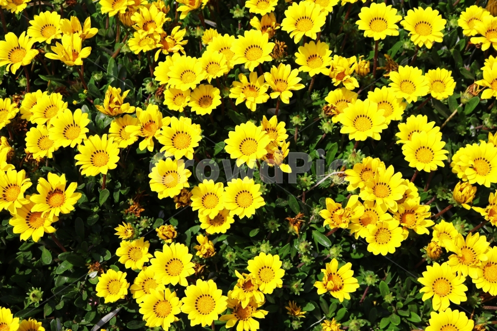 꽃,꽃밭,봄,노랑,컬러,자연,식물,야생화,컬러풀,yellow,flower,nature,식물,자연,plants,nature,꽃,flower