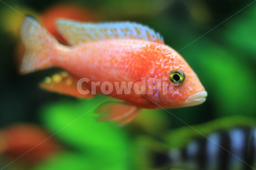 열대어,관상어,관상용,담수어,물,fish,물고기,animal,동물,수족관,동물,animal,어류,물고기,fish