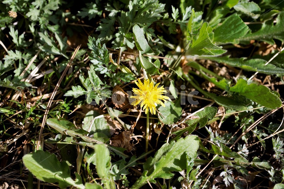 민들레,노랑,봄,꽃,계절,dandelion,spring,flower,bloom,yellow,life,생명,봄소식,식물,자연,plants,nature,꽃,flower