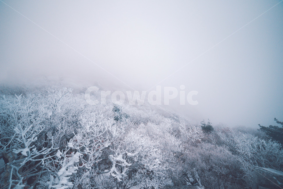 눈,snow,겨울,자연,winter,겨울,계절,winter,season