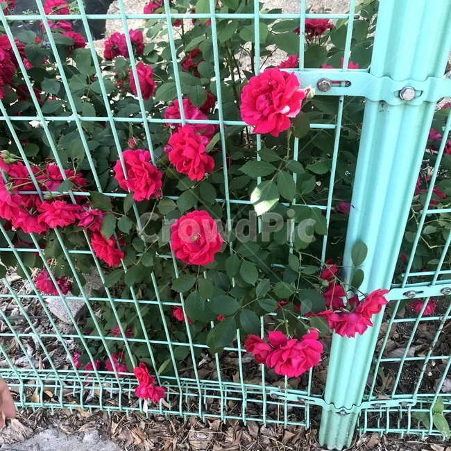 장미,장미꽃,붉은장미,꽃,장미넝쿨,식물,자연,plants,nature,꽃,flower