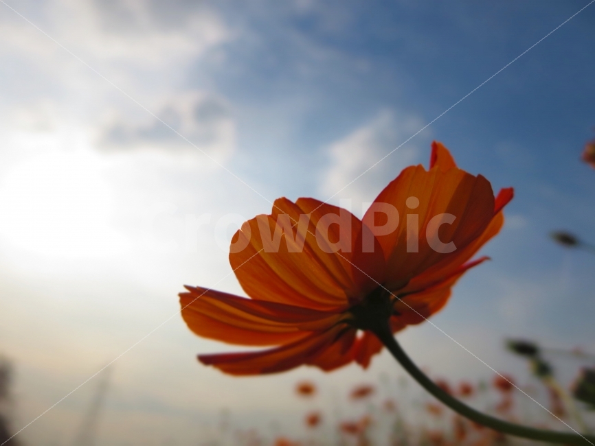 코스모스,가을,가을의전령사,꽃,flowers,식물,자연,plants,nature,꽃,flower,감성,sensible,feeling