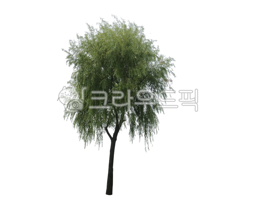 treetrunks,yard,screen,branch,street tree,tree trunk,leaves,separation,wood,avenue,treebranches,tree,png,twigs,isolation,branches,transparent background,Willow,background,outside,plant,greenbelt,stems,forest,tree branch,botany,isolated,desktop,plants,twig