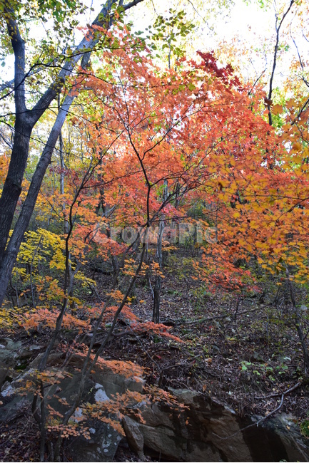 가을,단풍,울긋불긋,계절,시즌,아름다운,풍경,가을색,가을,계절,fall,autumn,season,leaf,잎,plant,식물,tree,나무,maple