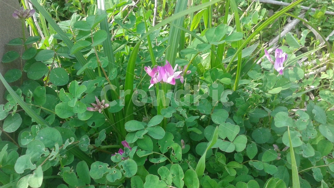 식물,꽃,여름,초록,제라늄,blossom,plant,flower,geranium