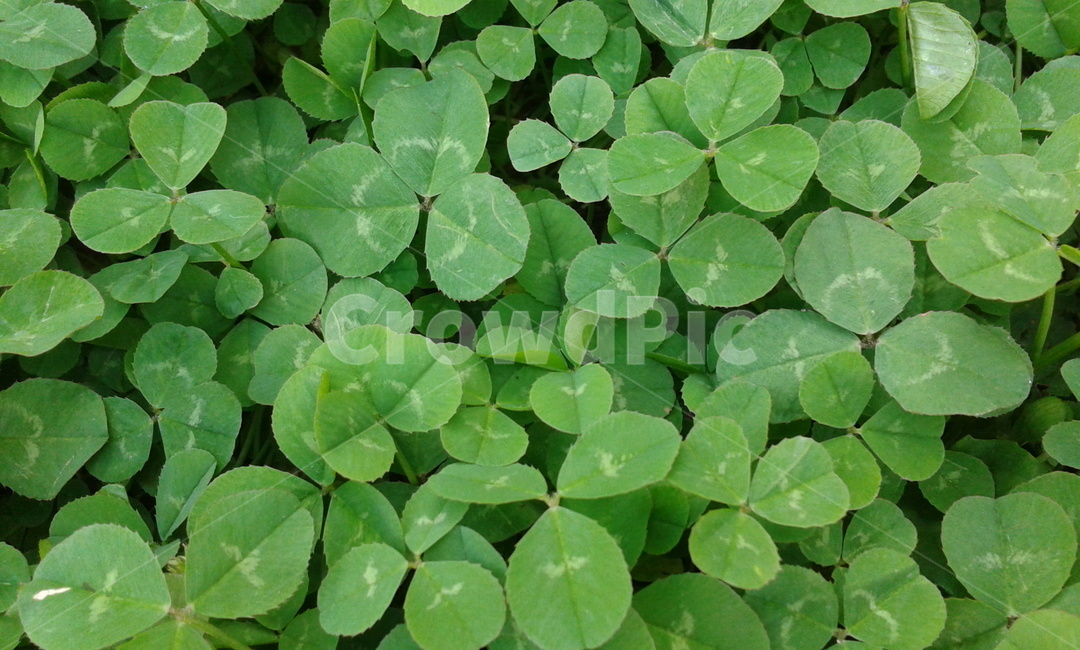 plant,식물,leaf,잎,토끼풀,행복,세잎클로버,식물,자연,plants,nature