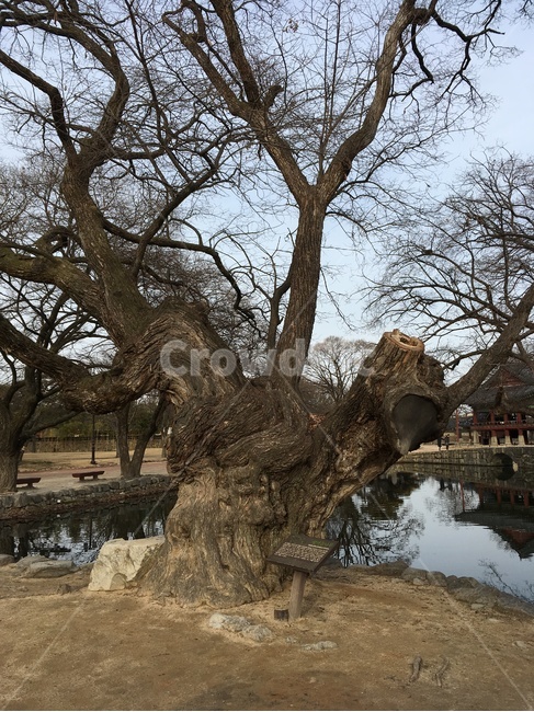 광한루,광한루원,고목,연못,대칭,남원,gwanghallu,gwanghallupavilion,oldtree,pond,symmetry,namwon,식물,자연,plants,nature,나무,trees,wood