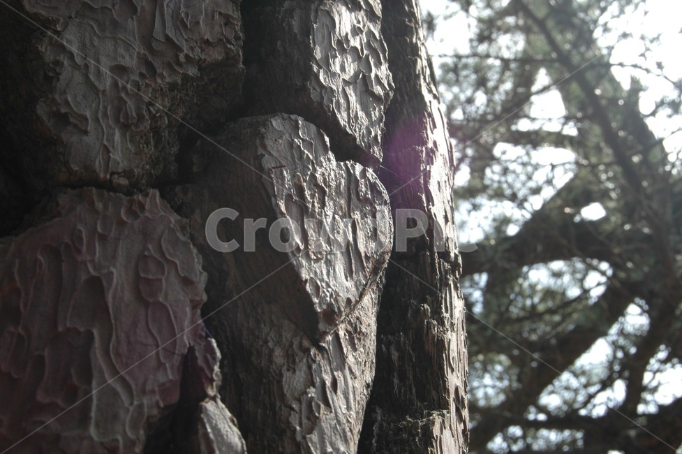 outdoors,나무,숲,하트,사랑,자연