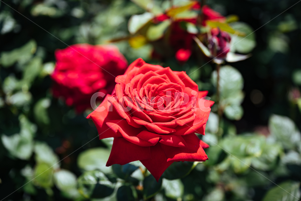 장미,장미숲,장미공원,장미축제,빨간장미,덩쿨장미,장미송이,식물,자연,plants,nature,꽃,flower