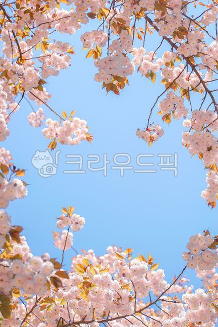 겹벚꽃,분홍빛,따뜻함,분홍색,꽃,플라워,flower,blossom,봄,springs,봄의향기,자연,nature,cherryblossom,계절,하늘,맑은,shine,햇살,햇빛,빛나다,빛,sky,감성,분위기,느낌,색감,색채,색깔,배경,컬러,mood,background,color,colorsense,colorsensitivity,sensible,feeling,feelingofcolor,야외,season,봄,계절,spring,season