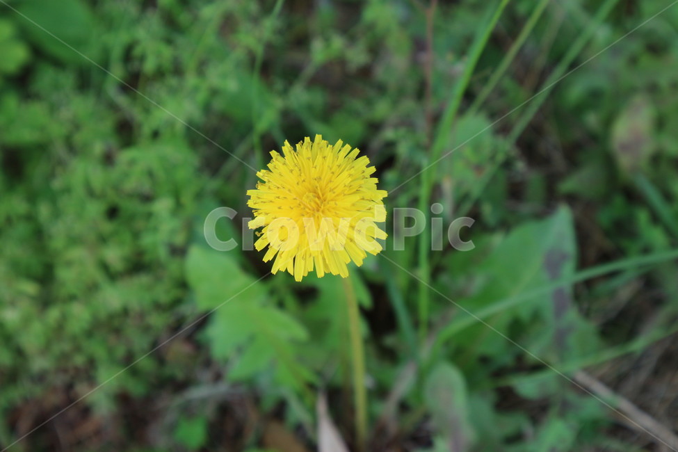 민들레,노란색,봄,자연,꽃,식물,자연,plants,nature,꽃,flower