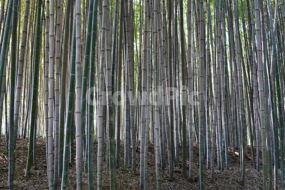 식물,plant,대나무,죽녹원,죽순,대나무밭