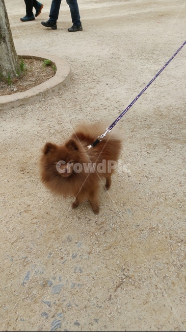 동물,강아지,힐링,animal,dog