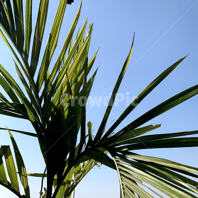 식물,나무,햇빛,그림자,plant