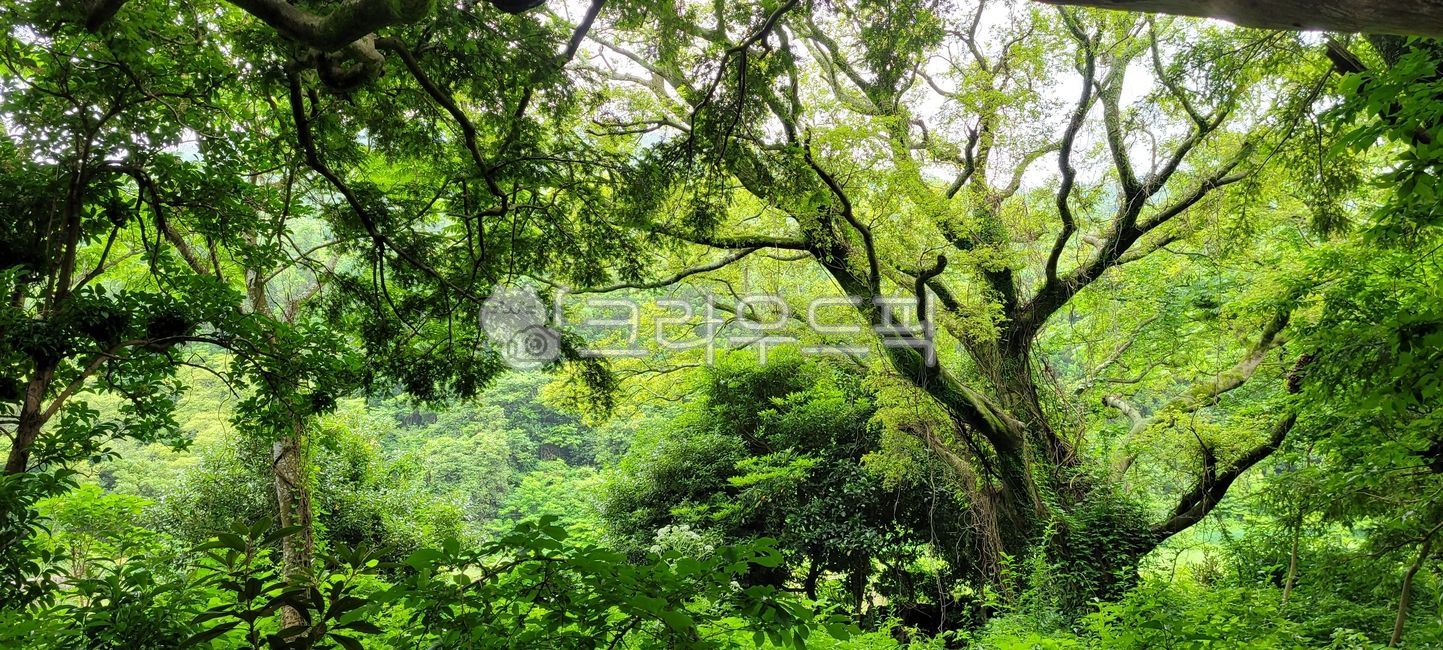 nature,woodland,red clay road,tree,vegetation,Samramji,small forest,healing,trace,tree trunk,grove,outdoors,road,road name,treetrunk,garden,rainforest,jungle