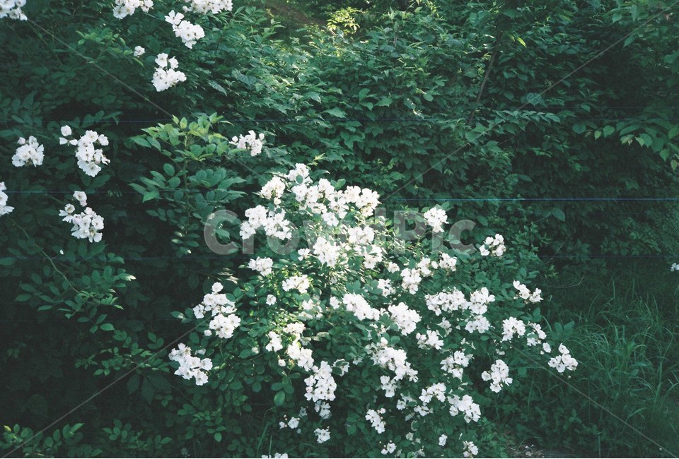 꽃,나무,감성,식물,자연,봄,봄,계절,spring,season,식물,자연,plants,nature,꽃,flower,bush,부시,vegetation,초목,plant,blossom