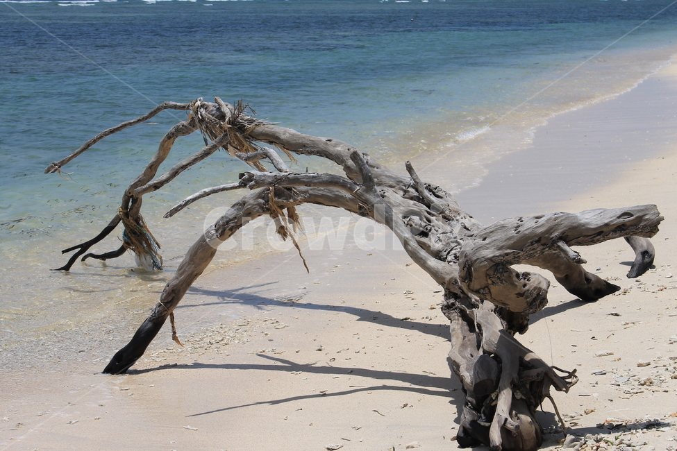 인도네시아,길리,해변,나무해변,나무,indonesia,gili,beach,treeandbeach,treeonthebeach,vacation,고즈넉
