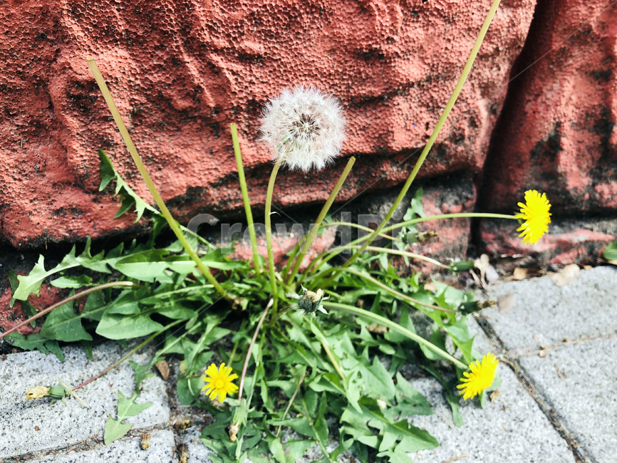 꽃,들꽃,들풀,민들레,민들레홀씨,노란꽃,야생초,야생화,flower,wildflower,dandelion,dandelionspore