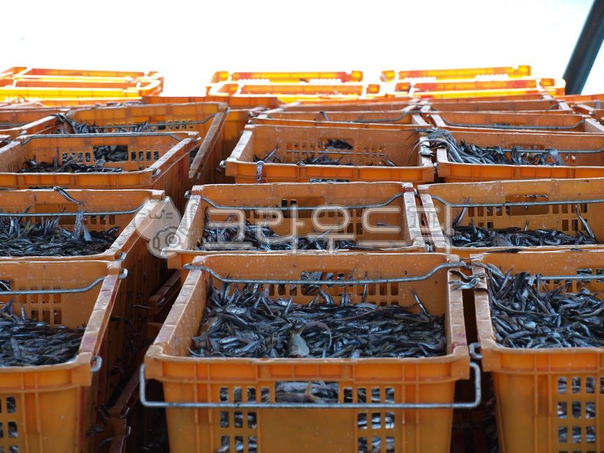 멸치,남해,미조,어판장,어시장,작업,어촌,어업,fishery,fishing industry
